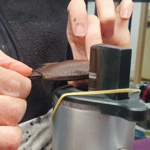 La teinture et les finitions – Le souci du détail ultime